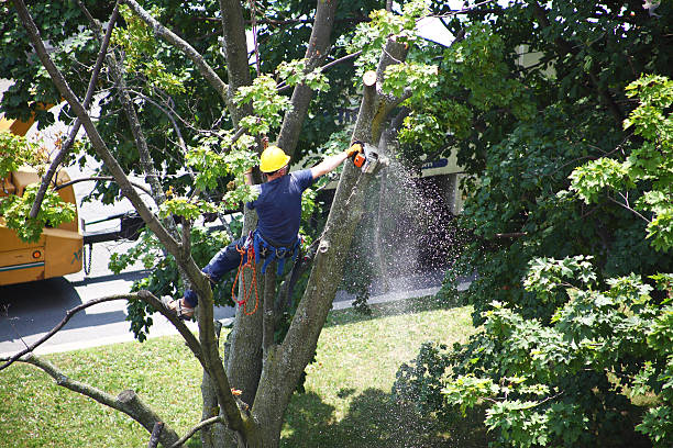 How Our Tree Care Process Works  in  Whitewater, CA